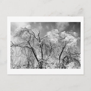 Bäume tragen Winter Postkarte