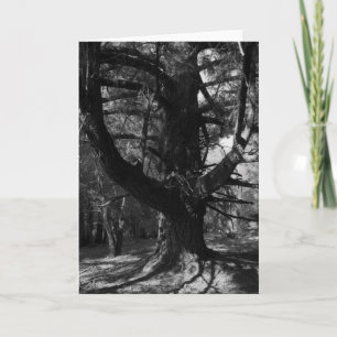 Bäume, UC Santa Cruz, 1963 Karte