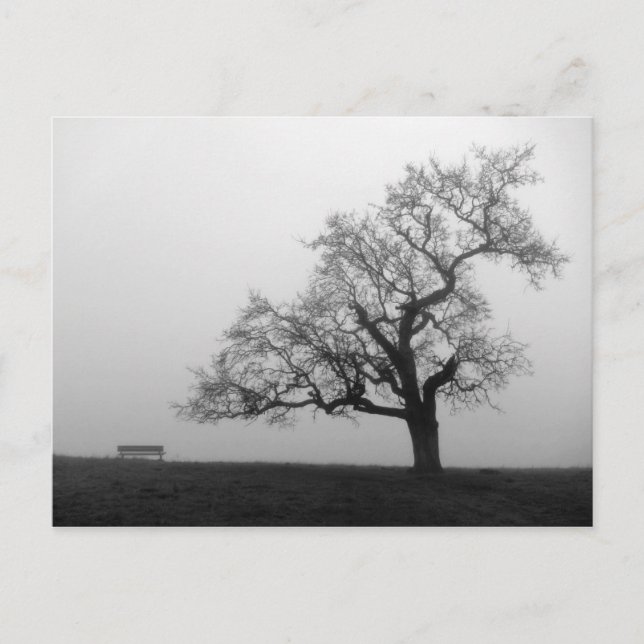 Bäume und Bänke in Nebel Postkarte (Vorderseite)