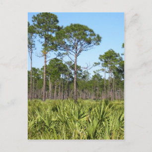 Bäume und gesägte Palmettos Postkarte