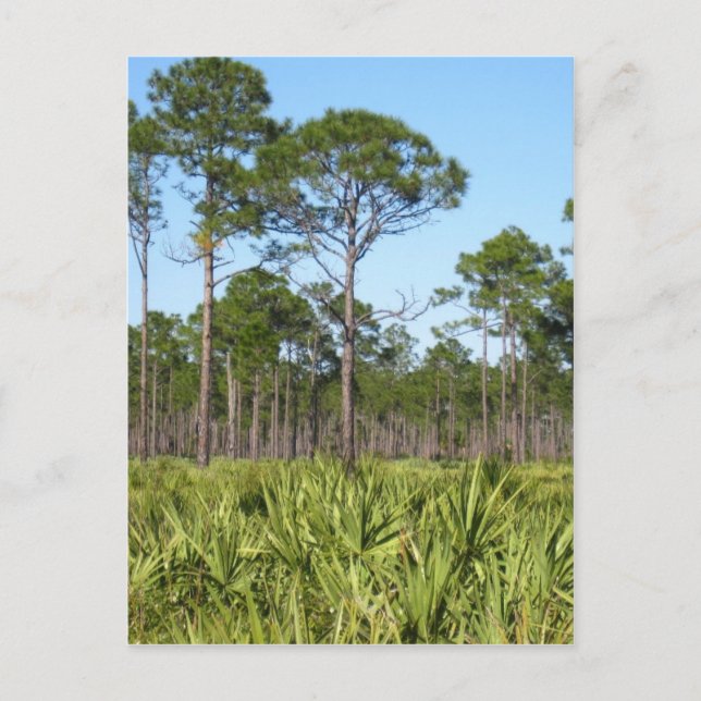 Bäume und gesägte Palmettos Postkarte (Vorderseite)