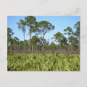 Bäume und gesägte Palmettos Postkarte