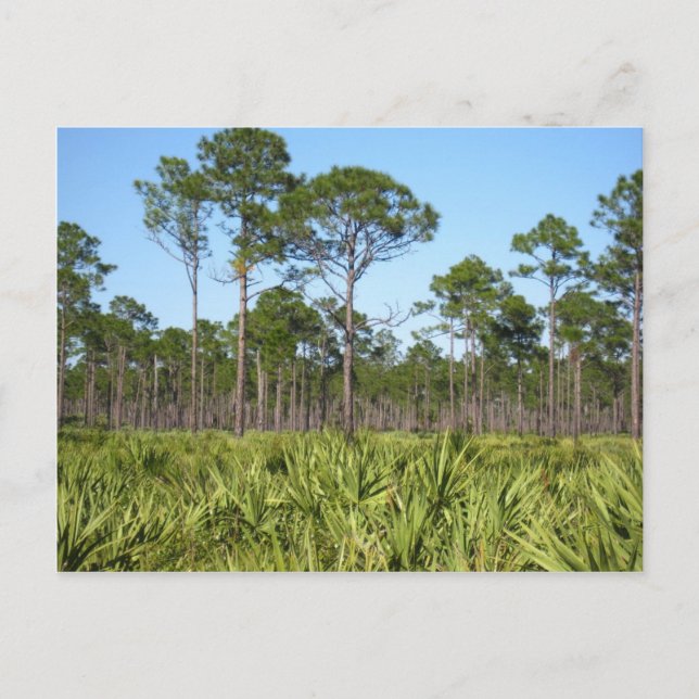 Bäume und gesägte Palmettos Postkarte (Vorderseite)
