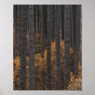 Bäume und goldenes Herbstlaub Poster