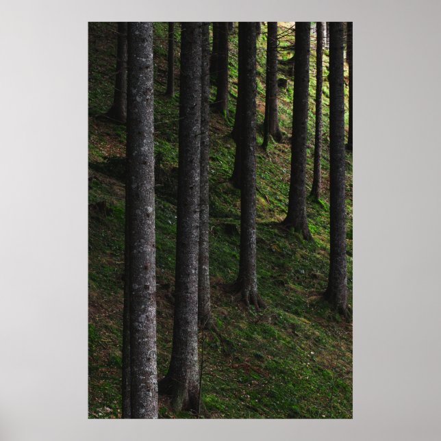Bäume und grüne Moos Poster (Vorne)