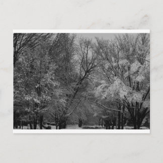 "Bäume und Schnee" von Coressel Productions Postkarte