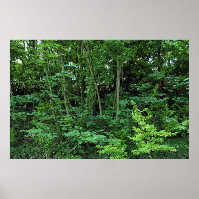 Bäume und Shrubs Poster (Vorne)