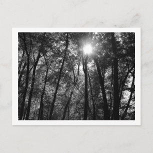 Bäume und Sonne (1) Postkarte