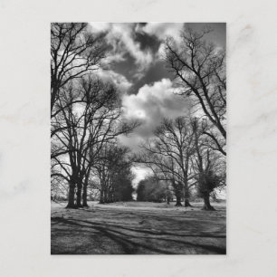 Bäume und Wolken Postkarte
