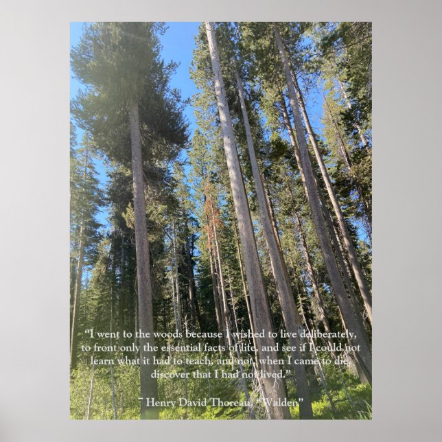 Bäume Wald Woods Thoreau Inspiration Poster (Vorne)