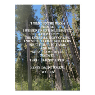 Bäume Wald Woods Thoreau Poster