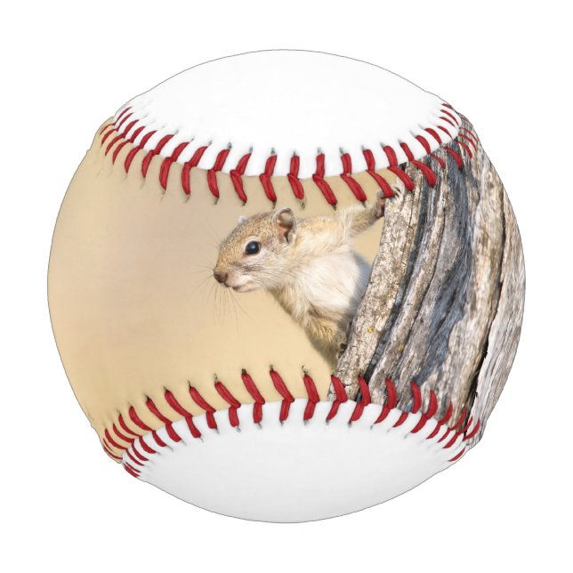 Baumeichhörnchen Baseball (Vorderseite)
