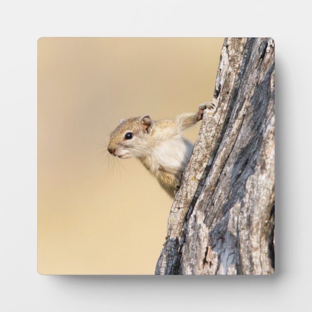 Baumeichhörnchen Fotoplatte (Vorderseite)