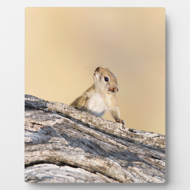 Baumeichhörnchen Fotoplatte (Vorderseite)