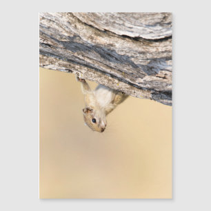 Baumeichhörnchen Magnetkarte