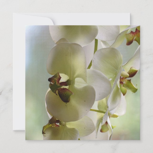 Baumelnde Orchideen-Einladungen Einladung (Vorderseite)