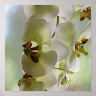 Baumelndes Orchideen-Plakat Poster