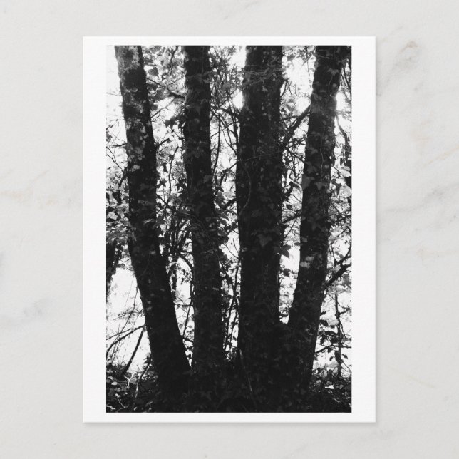 Baumfotografie - Arden Postkarte (Vorderseite)