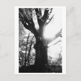 Baumfotografie - Elanie Postkarte