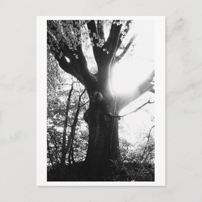 Baumfotografie - Elanie Postkarte (Vorderseite)