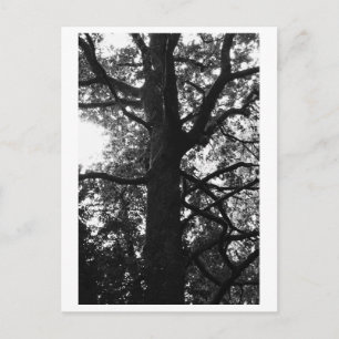 Baumfotografie - Feronia Postkarte