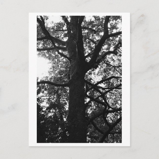 Baumfotografie - Feronia Postkarte (Vorderseite)