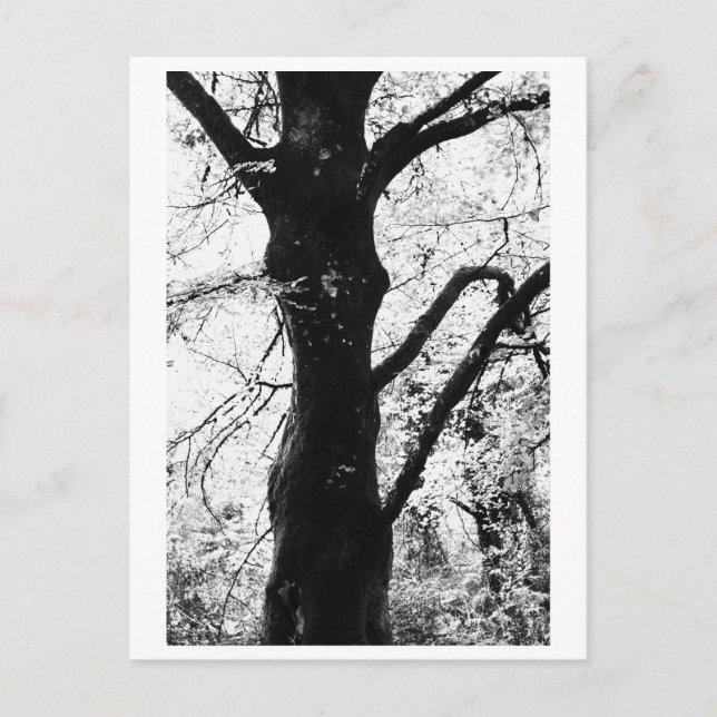 Baumfotografie - Ilana Postkarte (Vorderseite)