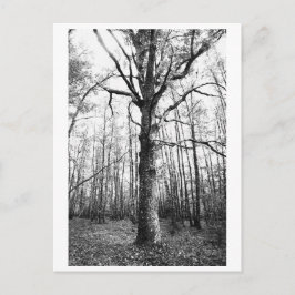 Baumfotografie - Keith Postkarte