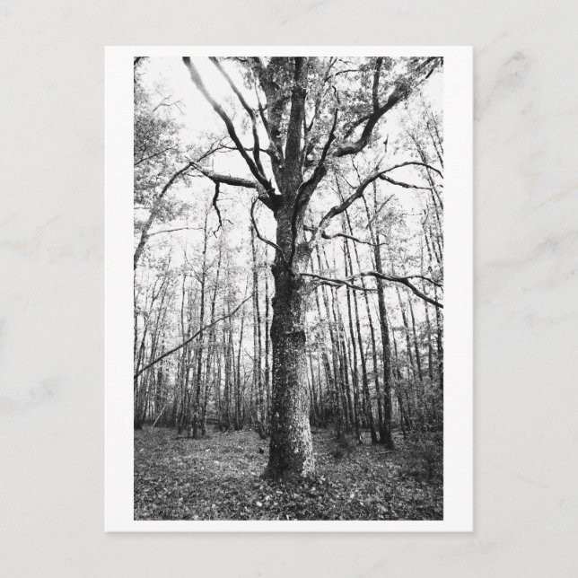 Baumfotografie - Keith Postkarte (Vorderseite)