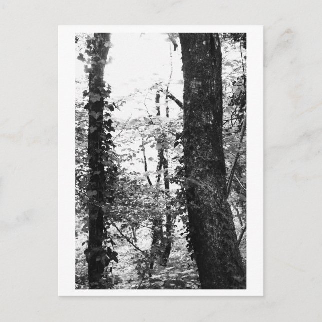 Baumfotografie - Nikki Postkarte (Vorderseite)