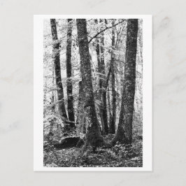 Baumfotografie - Sylva Postkarte
