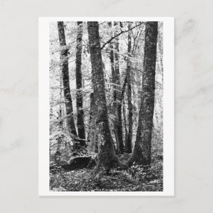 Baumfotografie - Sylva Postkarte