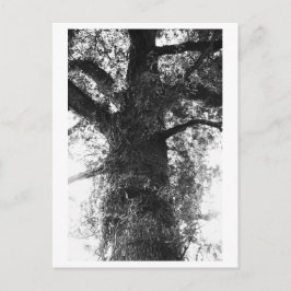 Baumfotografie - Treow Postkarte