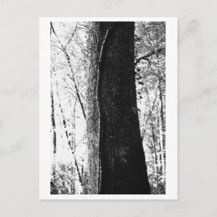 Baumfotografie - Woody Postkarte
