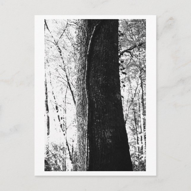 Baumfotografie - Woody Postkarte (Vorderseite)
