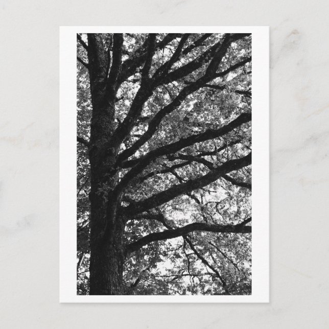 Baumfotografie -Xylia Postkarte (Vorderseite)