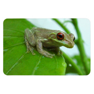 Baumfrosch auf Blatt Flexi Magneten Magnet