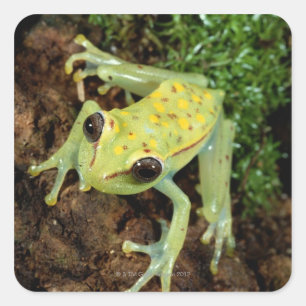 Baumfrosch (Hylidae) Quadratischer Aufkleber