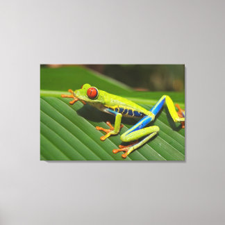 Baumfrosch Leinwanddruck