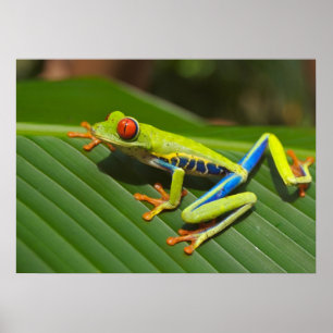 Baumfrosch Poster