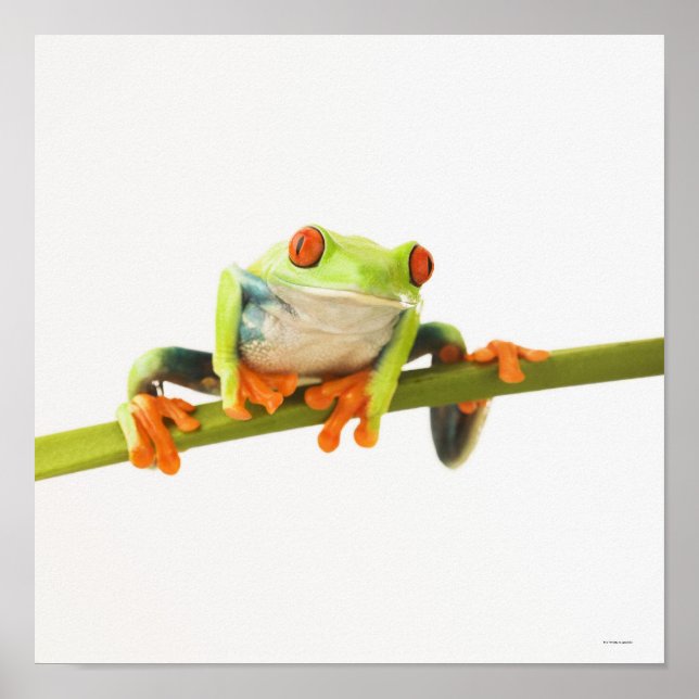 Baumfrosch Poster (Vorne)