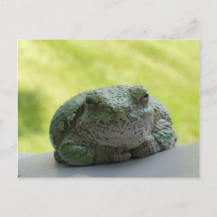 Baumfrosch Postkarte