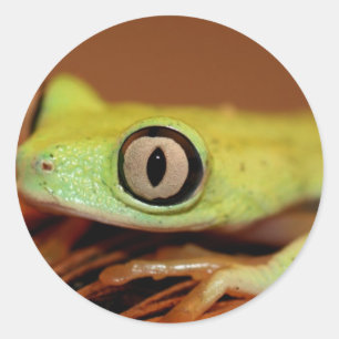 Baumfrosch Runder Aufkleber
