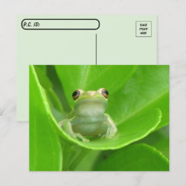 Baumfrösche auf Orangenleder verschieben Postkarte