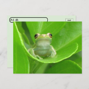 Baumfrösche auf Orangenleder verschieben Postkarte