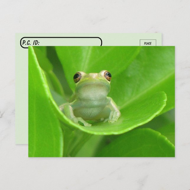 Baumfrösche auf Orangenleder verschieben Postkarte (Vorne/Hinten)