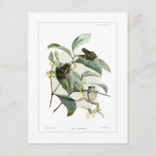 Baumfrösche Postkarte