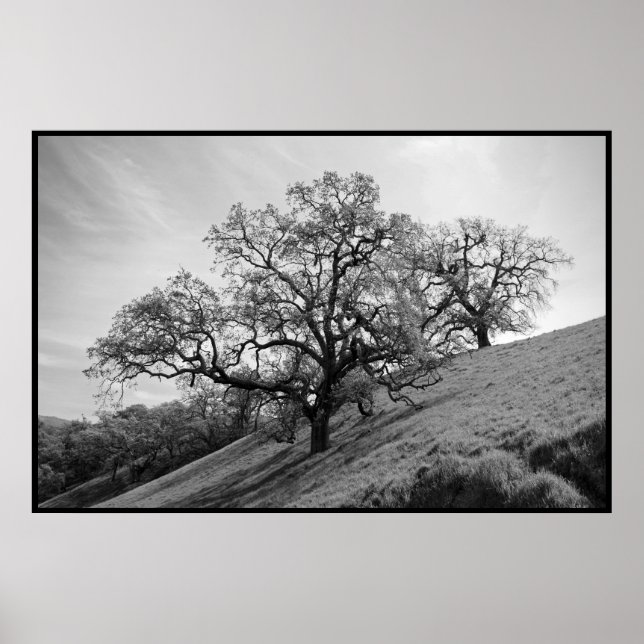 Baumgedichte drucken poster (Vorne)