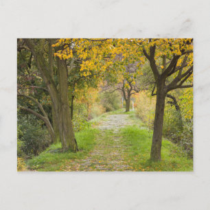 Baumgesäumter Pfad im Herbst Postkarte