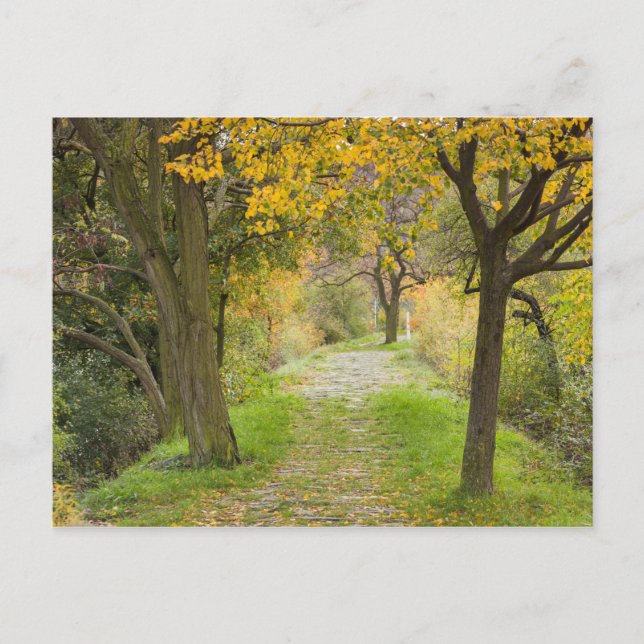 Baumgesäumter Pfad im Herbst Postkarte (Vorderseite)